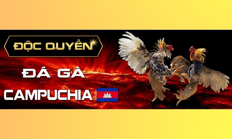 Cách tham gia cá cược Đá Gà Suncity chi tiết 