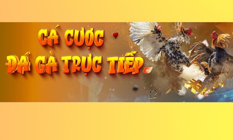 Giới thiệu về nhà cái hàng đầu ở Suncity