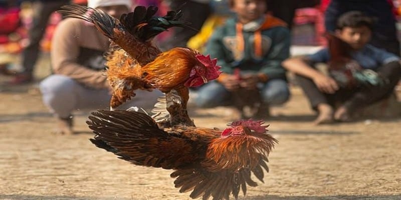 Tìm hiểu về quy tắc và luật chơi Đá gà tại nhà cái uy tín